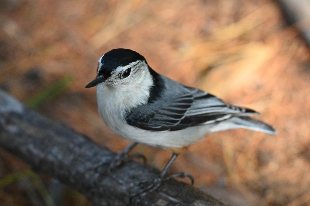 2025-05117969 Ipswitch River Wildlfe Sanctuary,  MA.JPG - White-breasted Nuthatch. Ipswitch River Wildlife Sanctuary,MA, 5-11-2025